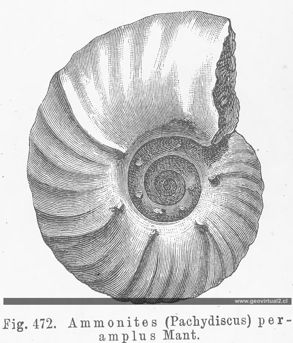 Credner, Amonite Pachydiscus