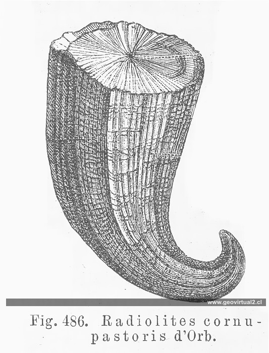 Rudista de Credner
