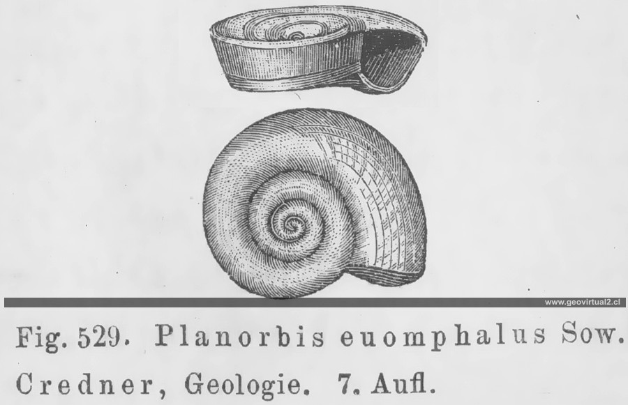 Planorbis de Credner