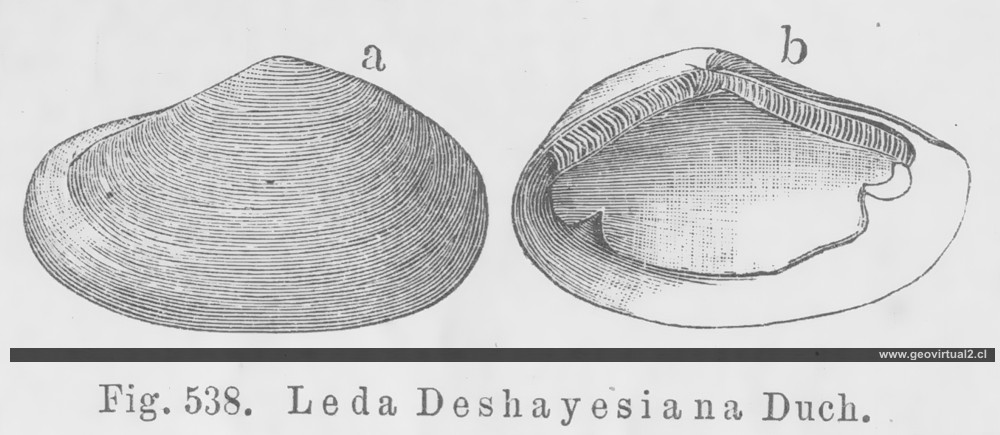 Leda
