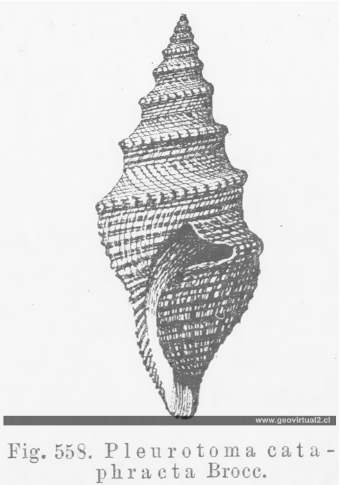Turri de Credner