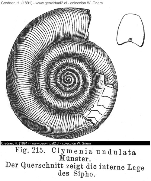 Clymenia de Credner