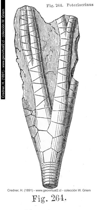 Poteriocrinus de Credner, 1891