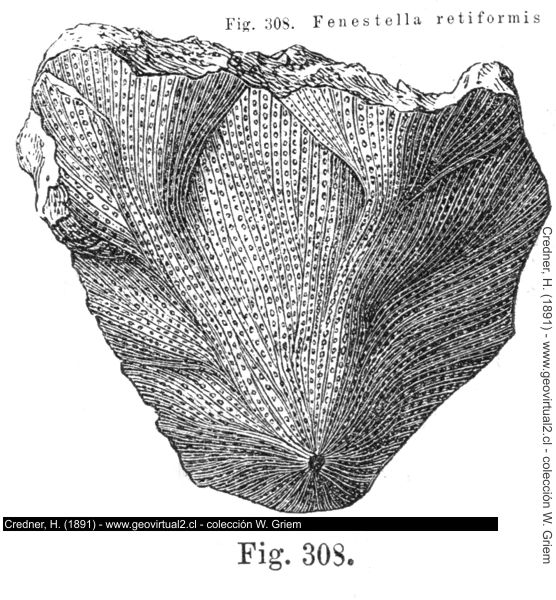 Fenestella retiforme, una bryozoa