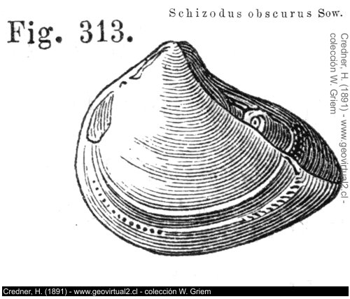 Schizodus, de Credner