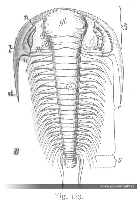 Trilobites: Paradoxides Bohemicos