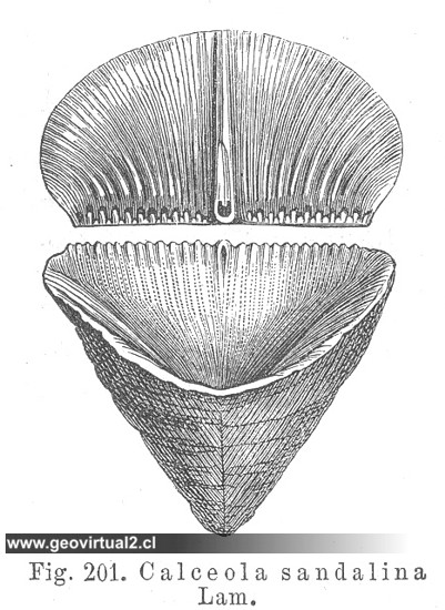Calceola sandalina