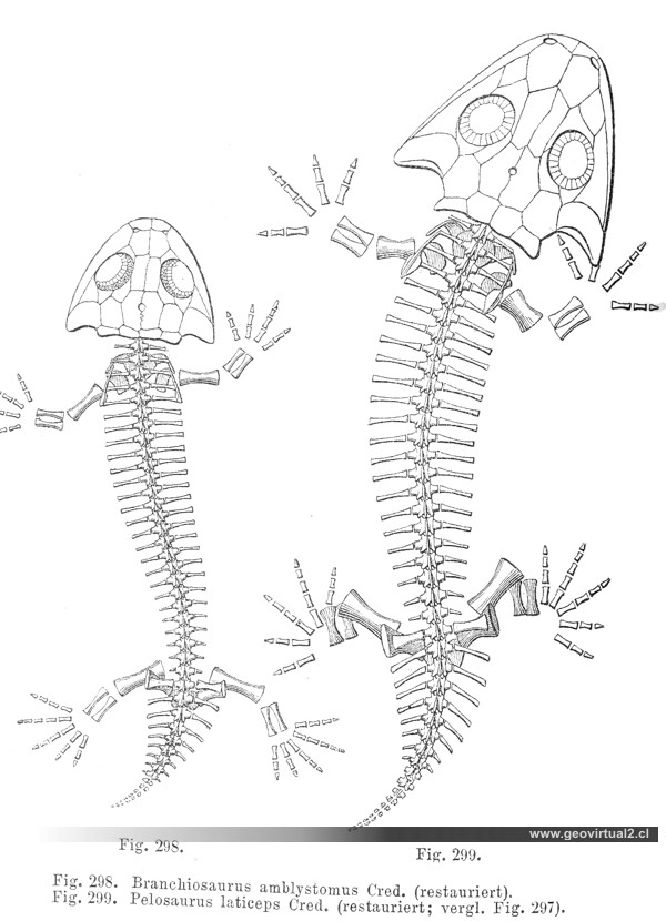 Branciosaurus y Pelosaurus