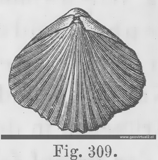 Stenoscisma