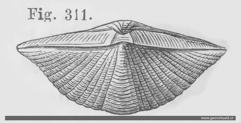 Spirifer undulatus de Credner
