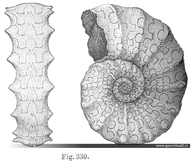 Ceratites Nodosus - Credner