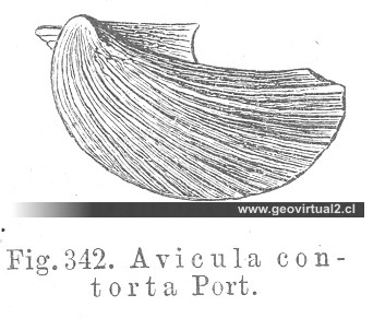 Avicula contorta