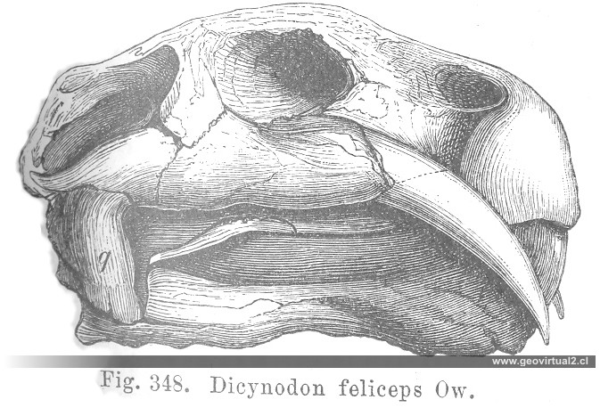 Dicynodon de CREDNER