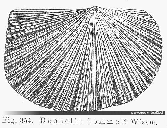 Daonella Lommeli de CREDNER, 1891
