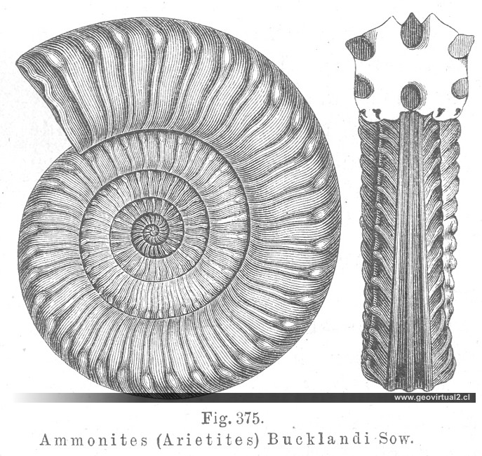 Arietites Bucklandi: CREDNER, 1891