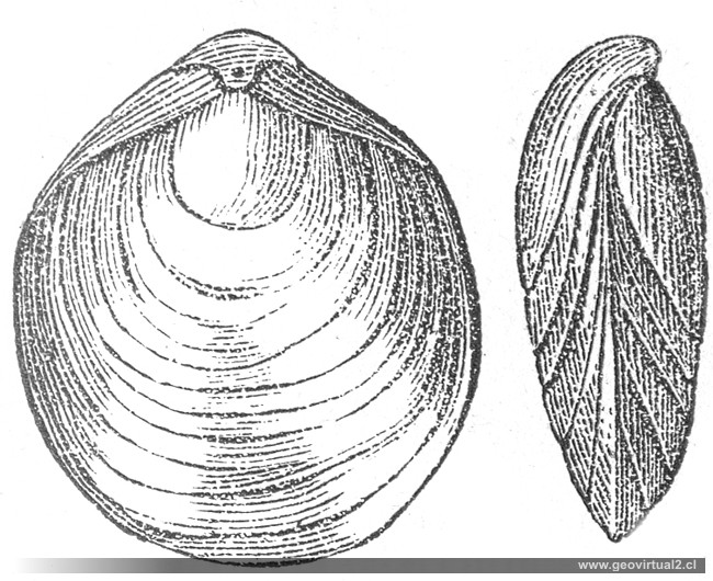 Cincta Numismalis: Terebratula