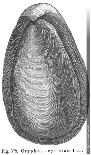 Gryphaea
