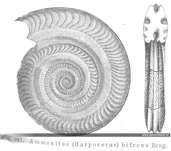 Harpoceras bifrons, Credner