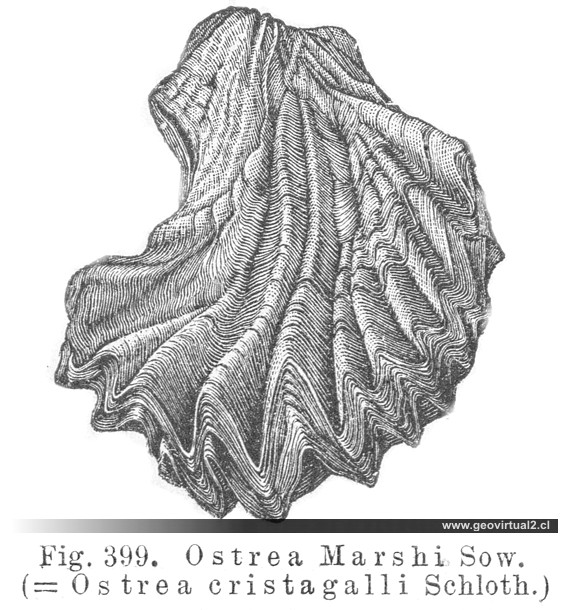 Ostrea Marshi