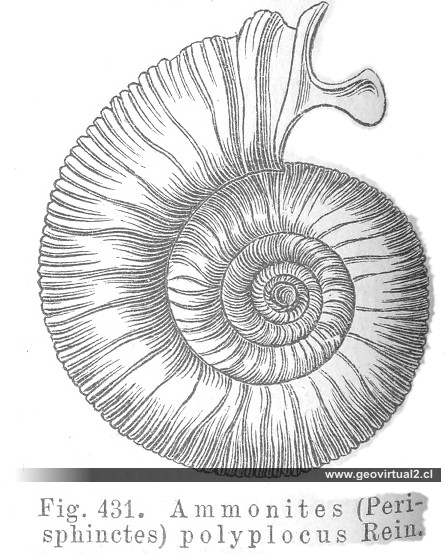 Perisphinctes Polyplocus