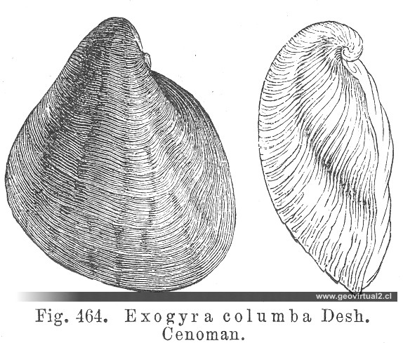 Exogyra