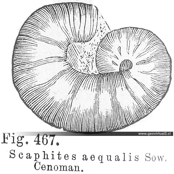 Scaphites de Hermann Credner