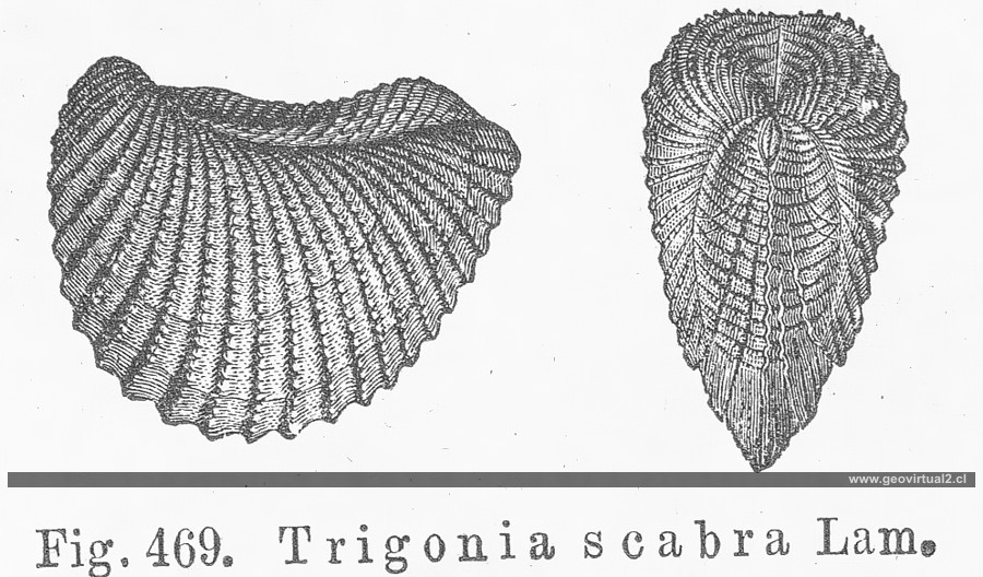 Trigonia scabra: Credner