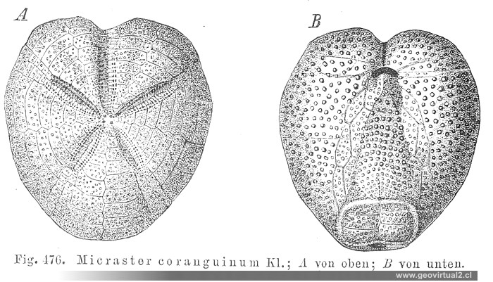 Credner: Micraster, paleontología