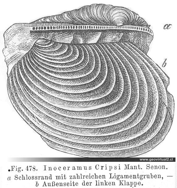 Inoceramus