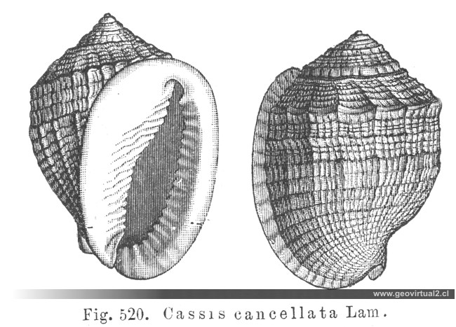Cassis