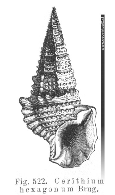 Cerithium hexagonum