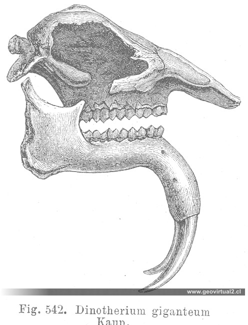 Deinotherium de CREDNER, 1891