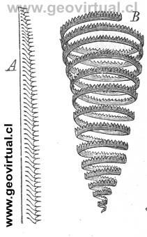 Graptolites, Monograptus