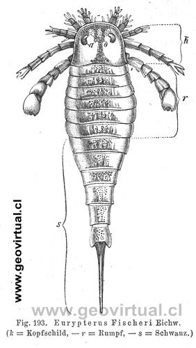 Eurypterus Fischeri Eichw.