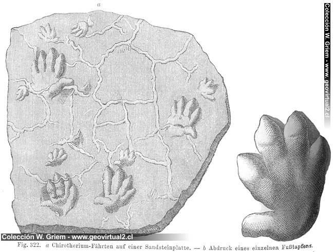 Hermann Credner (1891) Chirotherium