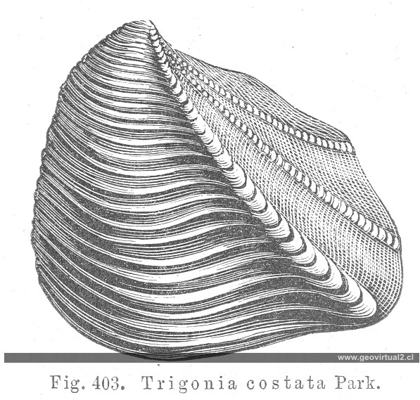 Trigonia costata