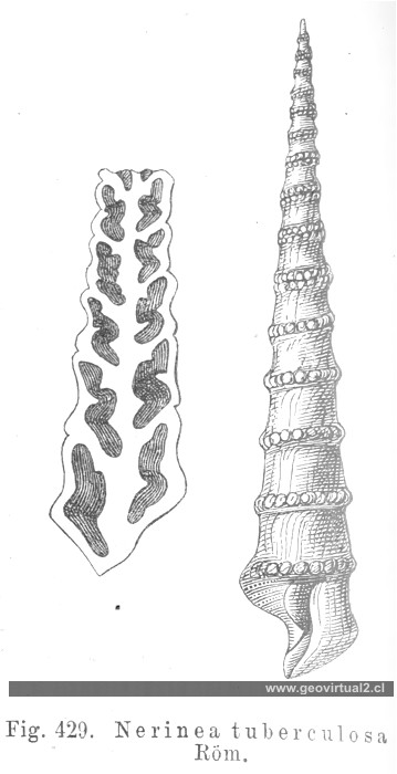 Nerinea tuberculosa de Herman Credner