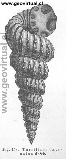 Turrilites catenatus de Hermann Credner (1891)