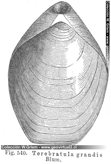 Terebratula grandis Blum.