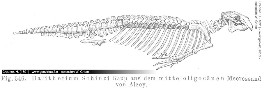 Halitherium Schinzi
