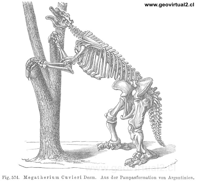 Megatherium Cuvieri
