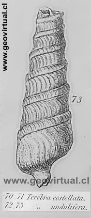 Terebra undulífera de Charles Darwin (1876) 