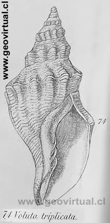 Voluta de Charles Darwin 1876
