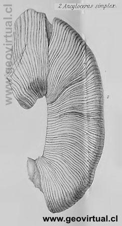 Ancyloceras de Charles Darwin