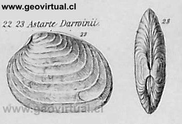 Astarte darwinii de Charles Darwin (1876)