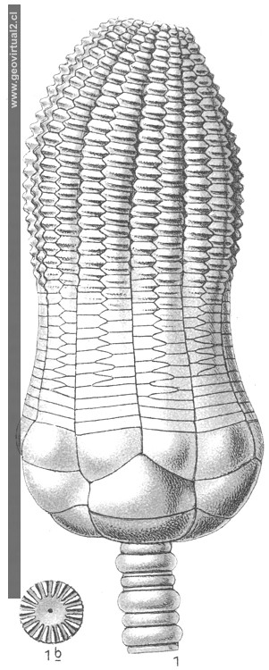 Encrinus de Fraas