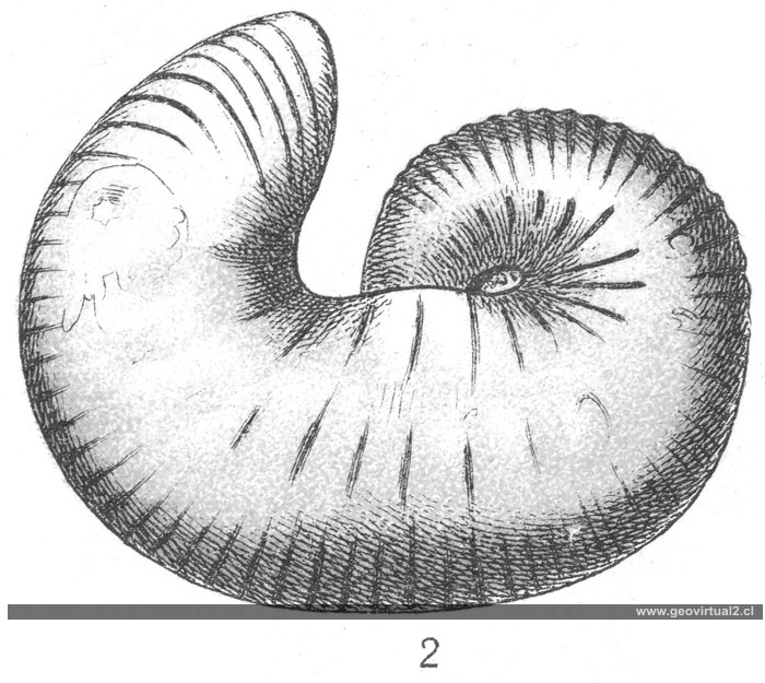 Scaphites
