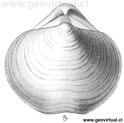 Spirifer maureri (= Sinothyris maureri)  de Fraas, 1910