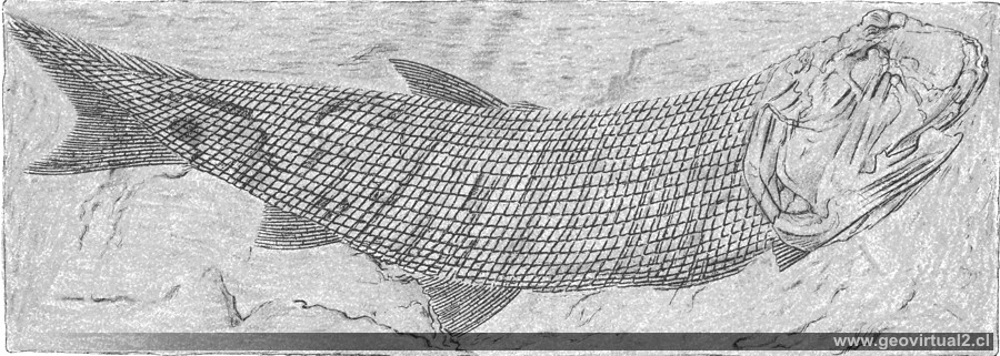 Palaeoniscus Freienslebenii de Fraas (1910)
