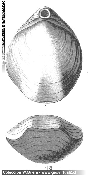 Loboidothyris zieteni  - Terebratula bisuffarcinata Schloth.